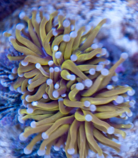 orange torch corals